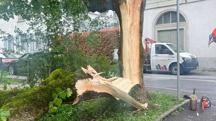 Ein Lastwagen hat sich im Ast verfangen: Die Linde hinter dem Gerichtshaus und Gefängnis in Glarus wurde bei einem Unfall fast zweigeteilt. 