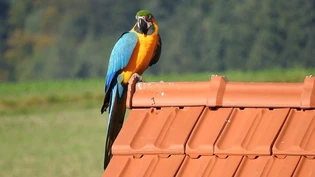 Auffällig und gross: Die Rettung von Ole ist schwierig. So ist er weiterhin der Wildnis ausgesetzt. Auffällig und gross: Die Rettung von Ole ist schwierig. So ist er weiterhin der Wildnis ausgesetzt.