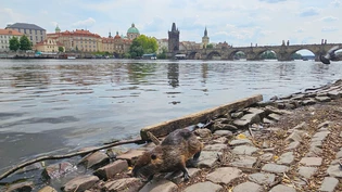 Nur wenige Meter von der weltbekannten Karlsbrücke entfernt: Eine Nutria sucht am Flussufer nach Fressbarem. Nur wenige Meter von der weltbekannten Karlsbrücke entfernt: Eine Nutria sucht am Flussufer nach Fressbarem.