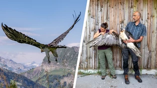 Er fliegt wieder: Bartgeier Johannes wurde ein letztes Mal von Tierärztin Franziska Lörcher mit Hilfe von Pro-Bartgeier-Geschäftsführer Daniel Hegglin untersucht. Er fliegt wieder: Bartgeier Johannes wurde ein letztes Mal von Tierärztin Franziska Lörcher mit Hilfe von Pro-Bartgeier-Geschäftsführer Daniel Hegglin untersucht.