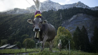 Bereit für die Alpabfahrt: Das Vieh wird auf der Alp Nidersee im Oberseetal für den grossen Tag geschmückt. Bereit für die Alpabfahrt: Das Vieh wird auf der Alp Nidersee im Oberseetal für den grossen Tag geschmückt.