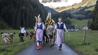 Mensch und Tier sind für die Alpabfahrt herausgeputzt: Familie Pianta von der Alp Obersee wird am Samstag, 28. September, mit ihren geschmückten Kühen in Näfels zu sehen sein.   