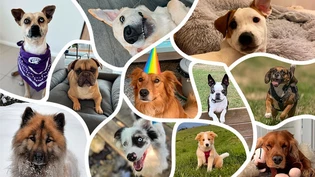 Ein «Wuff» auf den Welthundetag: Diese Galerie fasst eine Auswahl von euren geliebten Fellnasen zusammen und sorgt bestimmt für den einen oder anderen Schmunzler. Viel Spass!