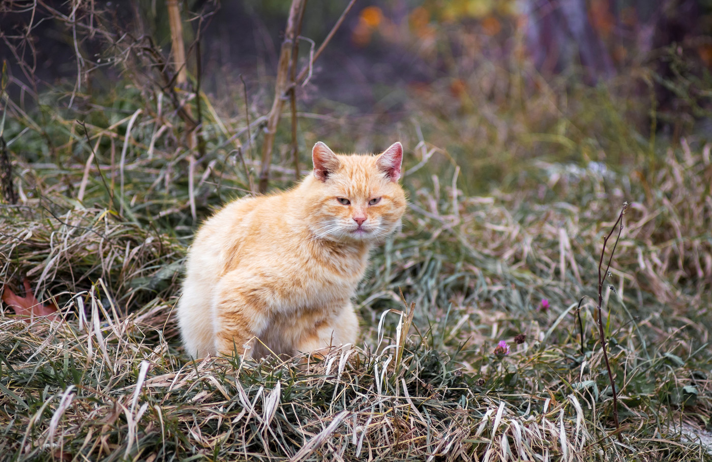 Auf Lauerposition: Vor allem Jungvögel sollten vor Katzen geschützt werden.