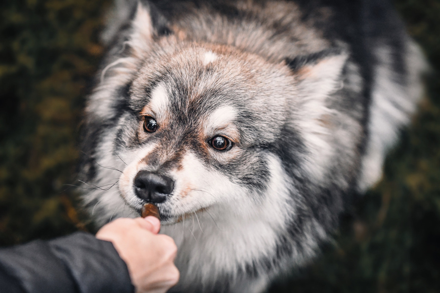 Kleiner Energiespender für zwischendurch: Auf einer Winterwanderung sollte jede Hundebesitzerin und jeder Hundebesitzer immer genügend Snacks für den tierischen Freund dabei haben.