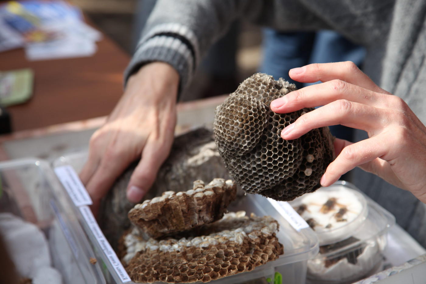 Umzug: Ein Imker freut sich in der Regel über ein neues Bienenvolk.