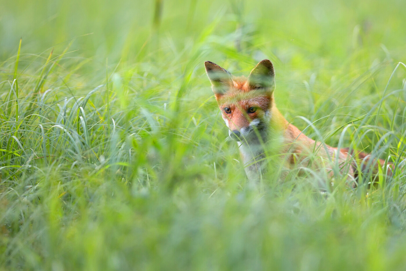 Verschwinden in der Natur: Das Untertauchen kann den Wildtieren Schutz bieten, aber auch zum Verhängnis werden. Angefahrene Tiere leiden im Stillen vor sich hin. 