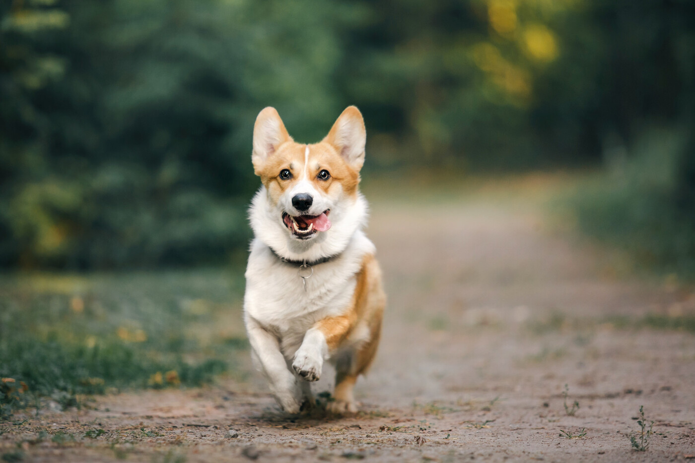 Der treuste Begleiter: Vor allem Hunde sind häufig von Tierquälerei betroffen. In der Schweiz sind es im Durchschnitt 700 Fälle im Jahr.