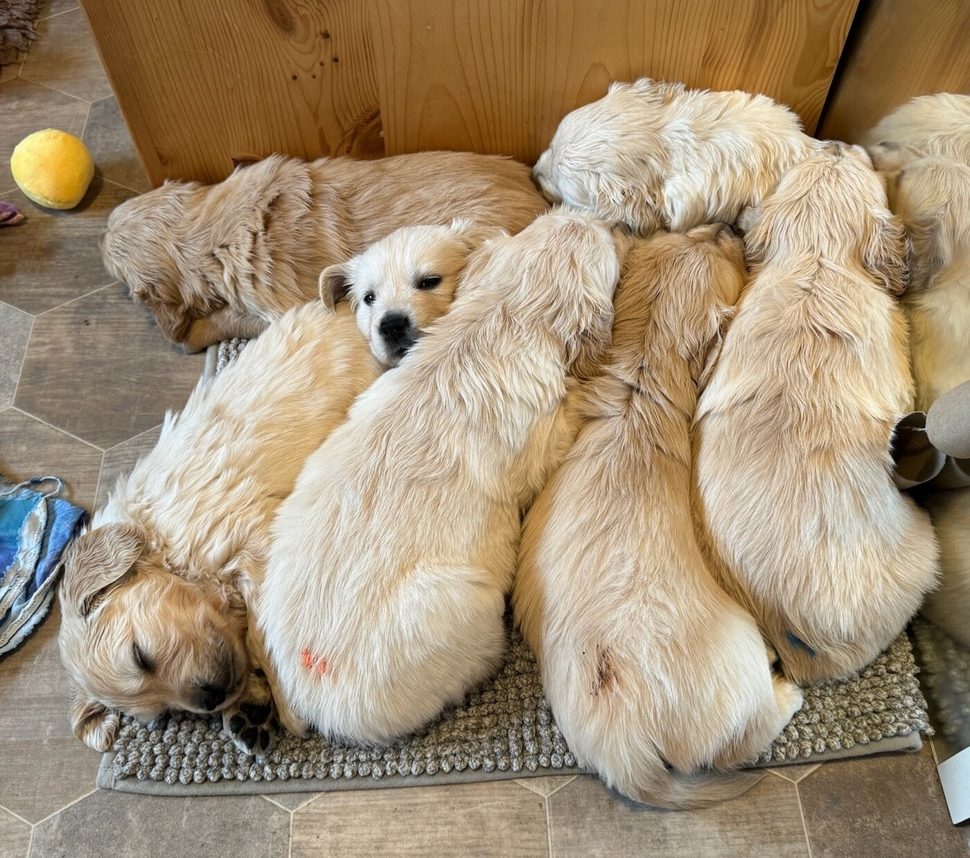 Die sieben Zwerge vereint: Das junge Golden-Retriever-Rudel bereitet sich in aller Gemütlichkeit auf ihre neuen Frauchen und Herrchen vor.