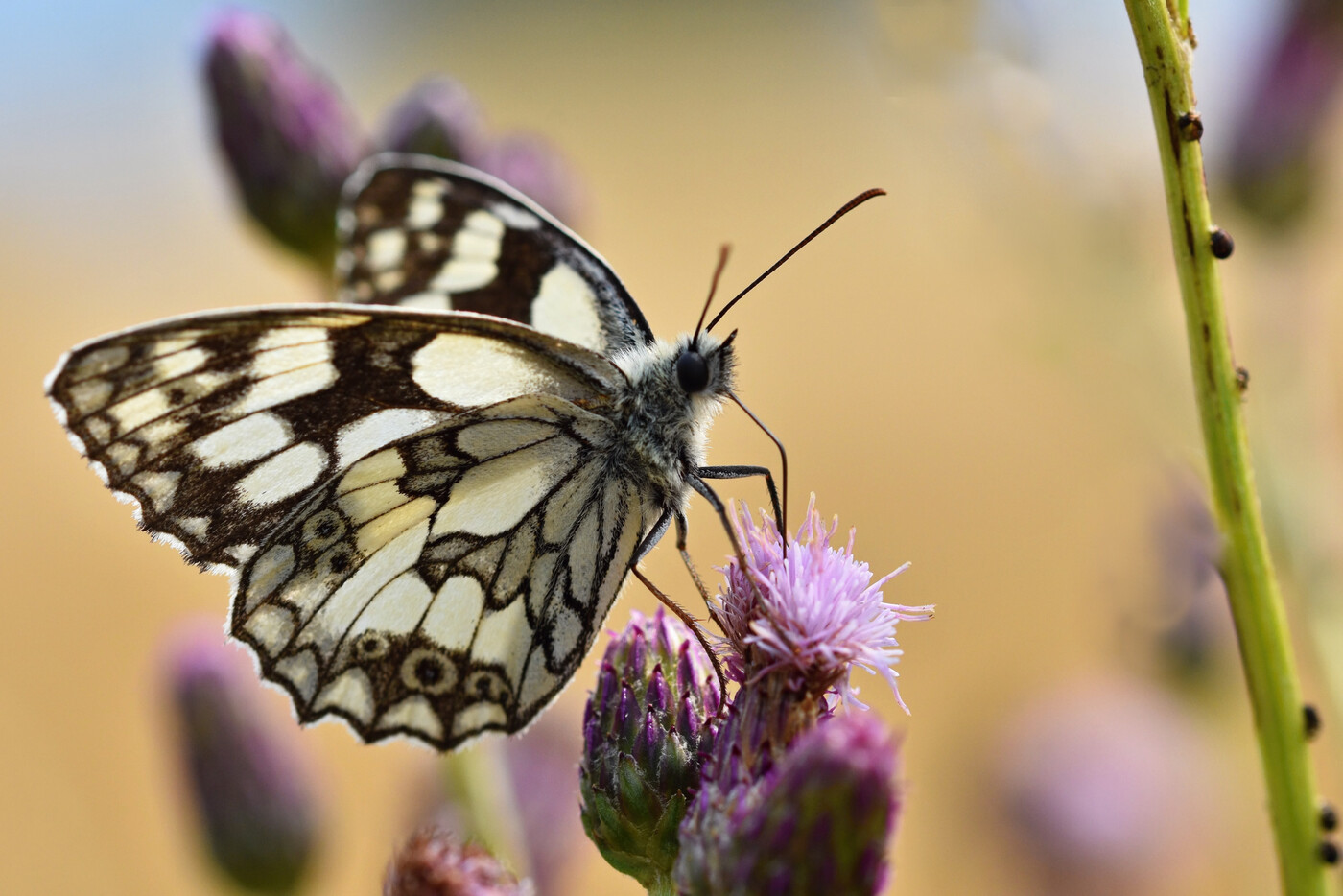 Auf der Suche nach Nektar: Ein Schmetterling entfaltet seine gemusterten Flügel.